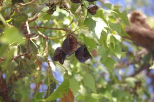 Kurrajong Fruits and Leaves