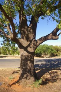 Kurrajong tree