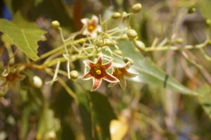 Kurrajong Flowers